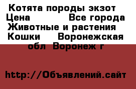 Котята породы экзот › Цена ­ 7 000 - Все города Животные и растения » Кошки   . Воронежская обл.,Воронеж г.